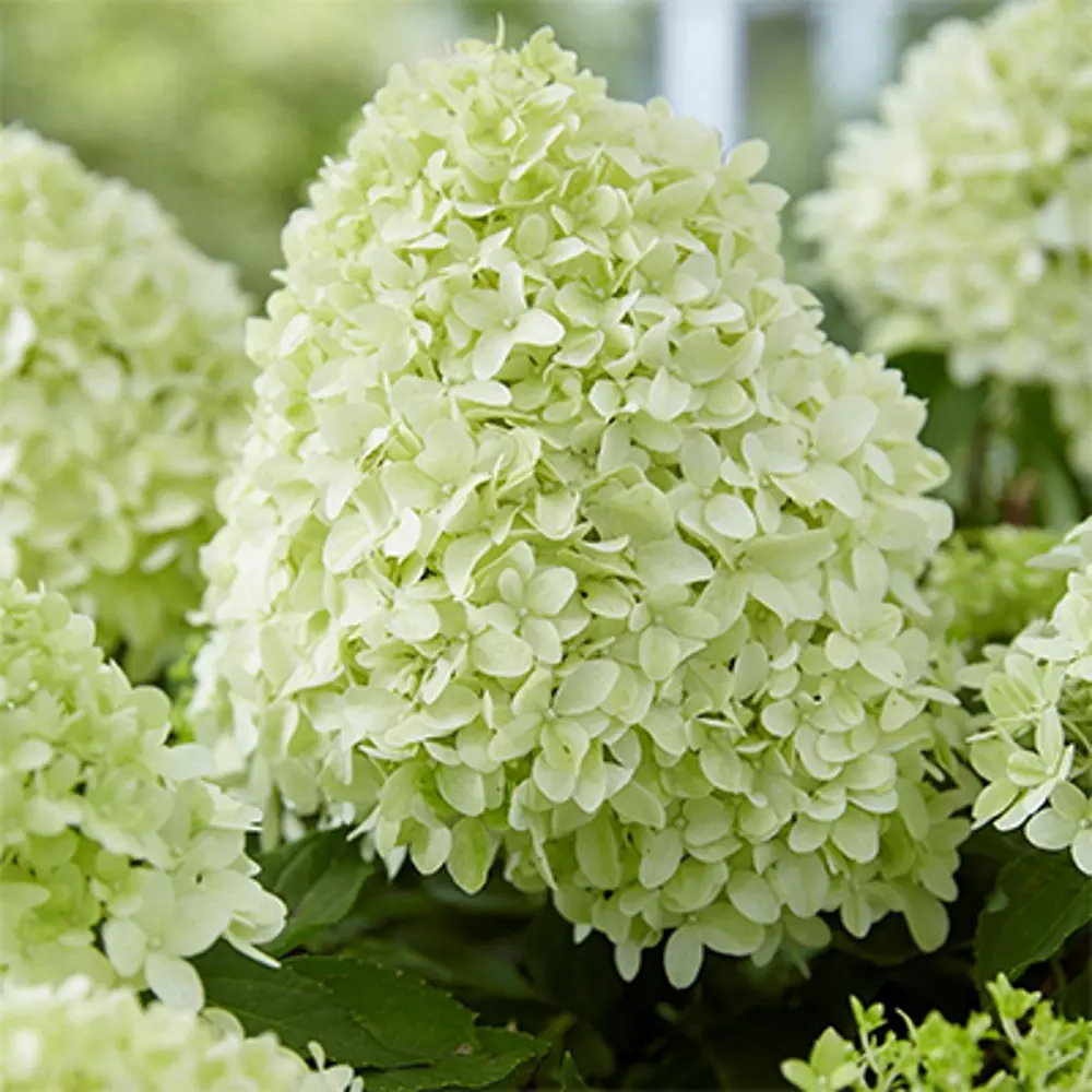 Гортензия метельчатая Литтл Спуки от Santreyd - компактный цветущий кустарник 89369801 STLM-0965005 - Вид №3