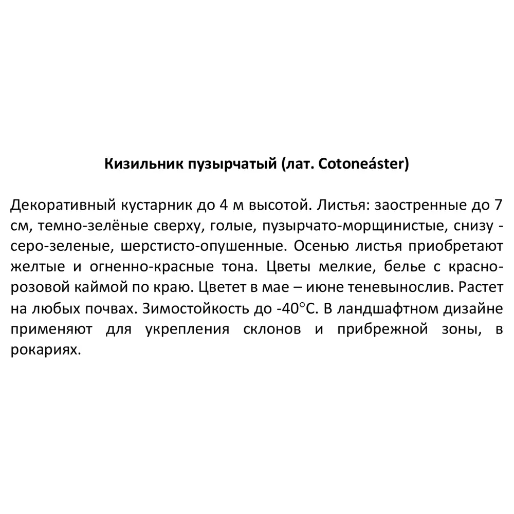 Кизильник пузырчатый видовая норма ø15 h20 см 85606547 STLM-2105741 Santreyd  - Вид №2