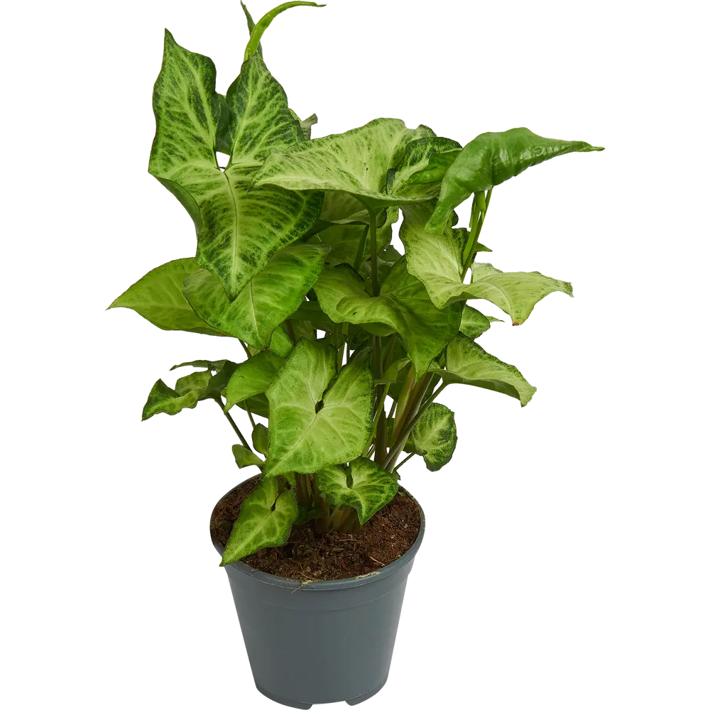 Santreyd Сингониум микс — изящное комнатное растение с декоративными листьями 82741703 STLM-0035271