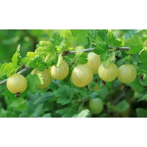 PLANTMARKET Крыжовник Малахит - саженец для богатого урожая 84659531