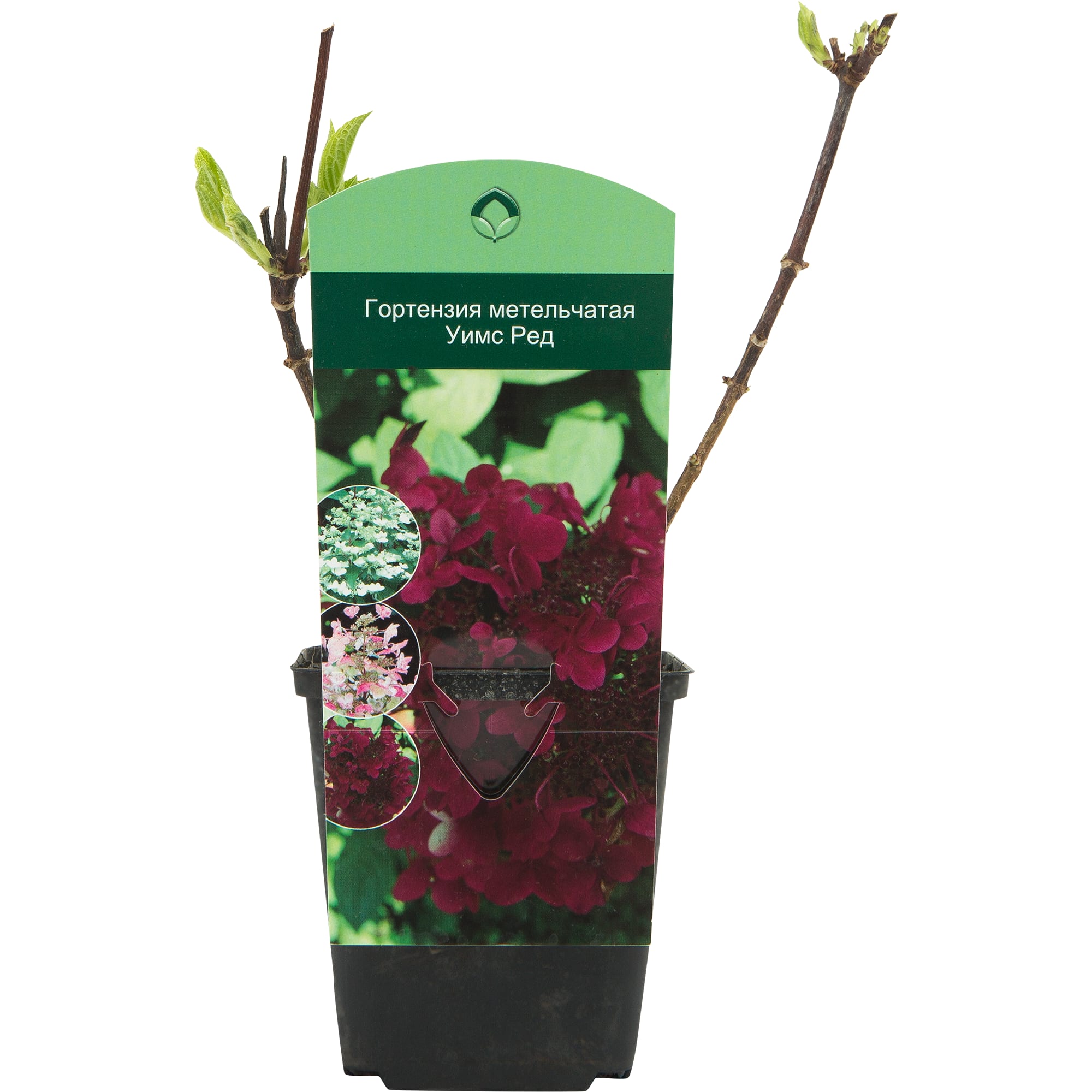 82601826 Гортензия метельчатая «Уимс Ред» 9x20 см Santreyd 