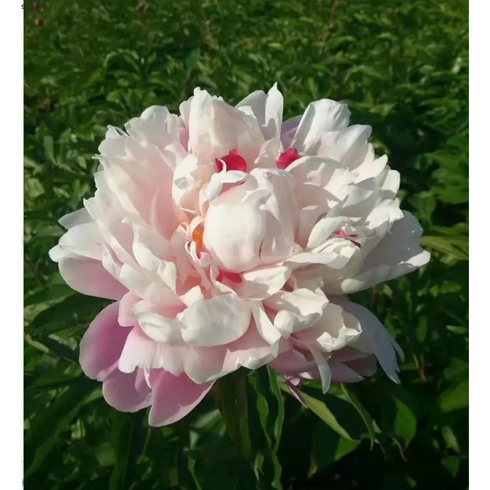 Пион травянистый Румяная невеста в тубе 82539513 STLM-2133480 BLOOMING LIFE  - Вид №3