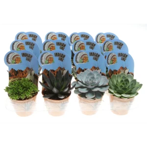 Santreyd: Суккулентный микс для интерьера в горшке 8.5×15 см 89390777