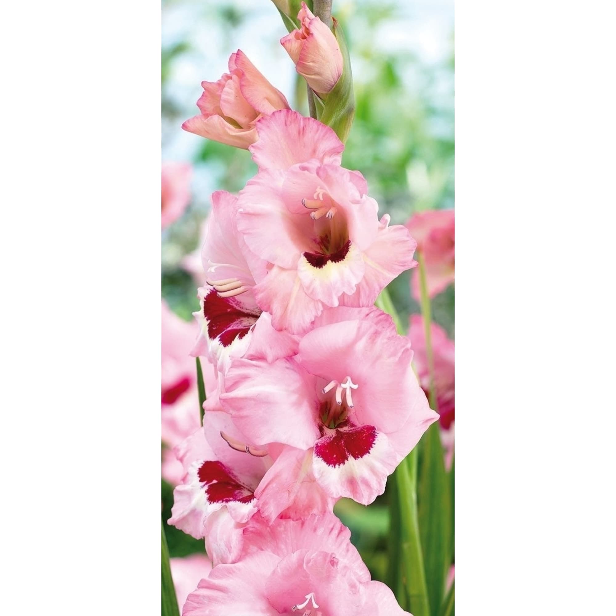 83596499 Гладиолус крупноцветковый Вайн Энд луковица 10/12 Santreyd 