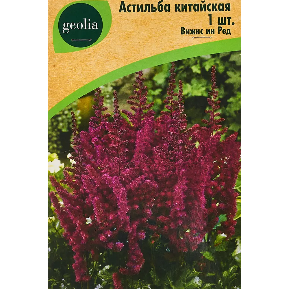 Астильба Geolia китайская Вижнс Инред 86408607 STLM-2029115 