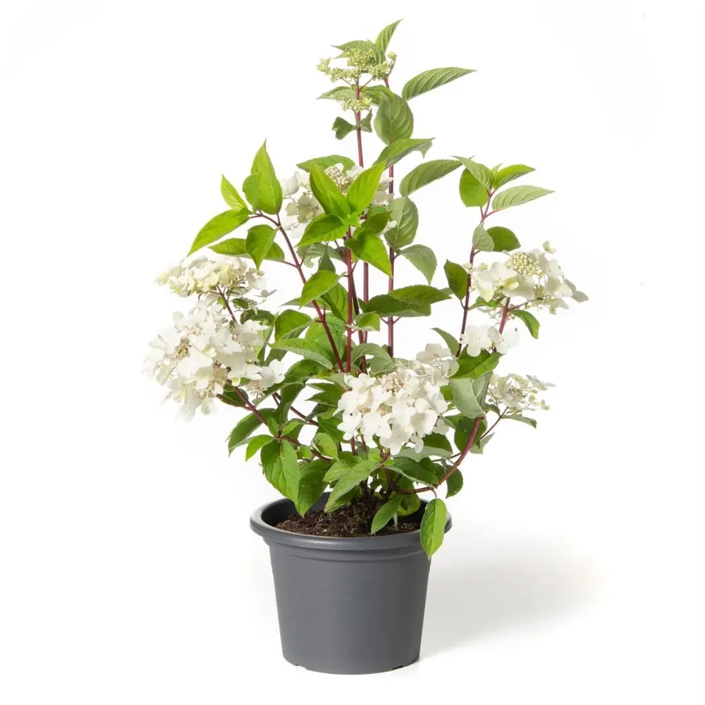 Гортензия метельчатая Саммер Лав ø19 h30 см 89465446 STLM-2141754 PLANTMARKET  - Вид №1