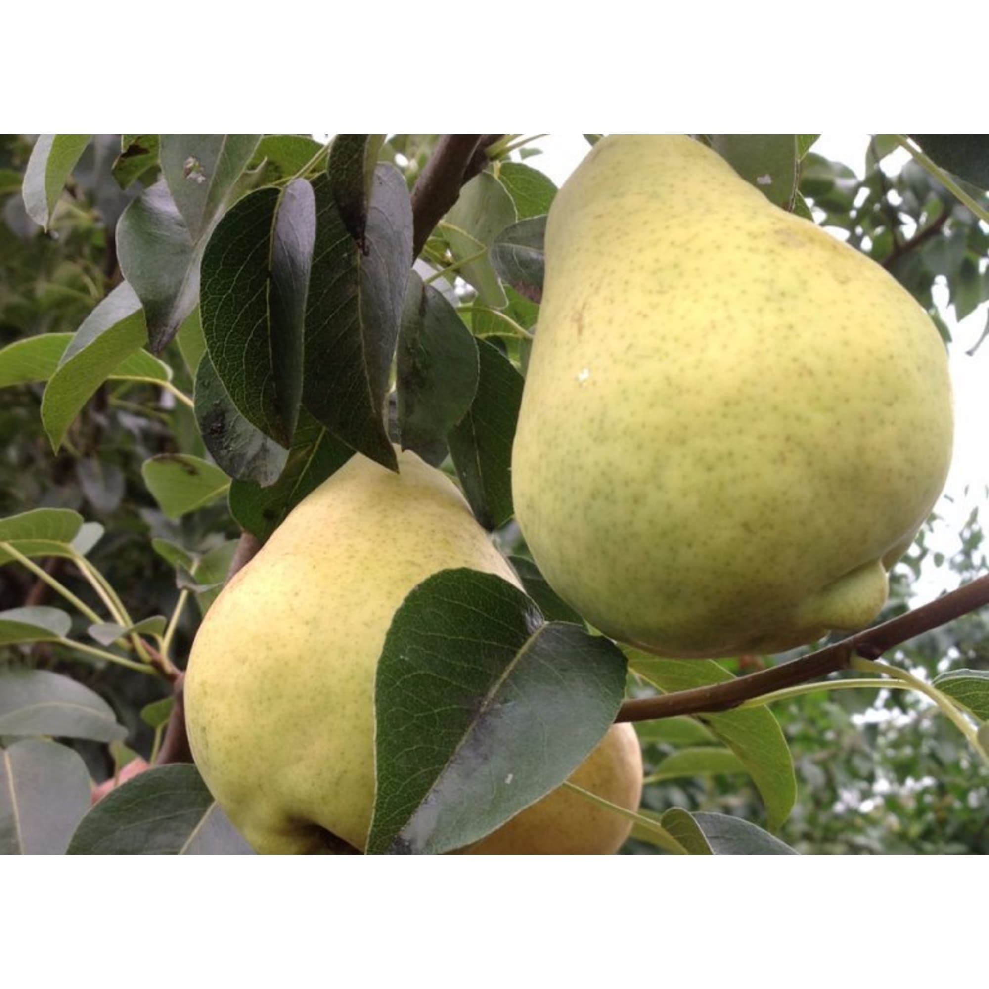 82596974 Груша «Просто Мария» C4 высота 140 см Santreyd 