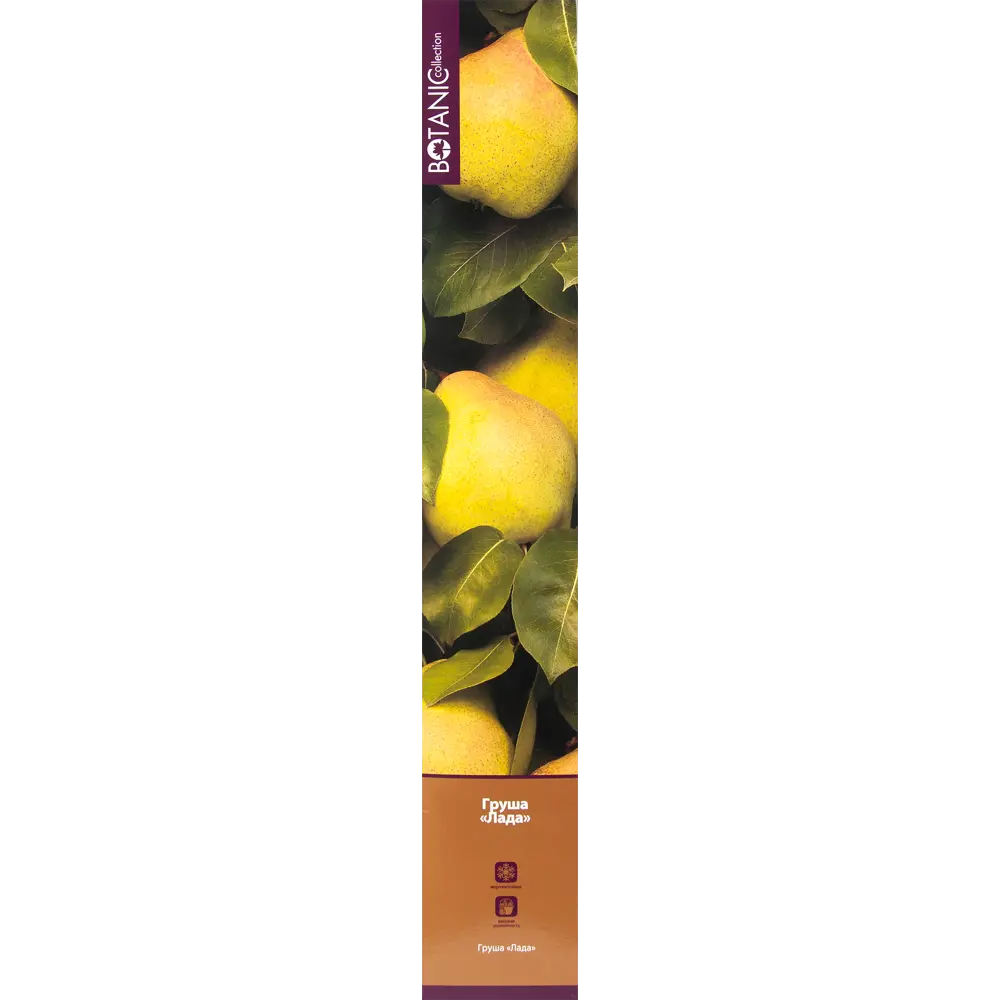Груша Лада в тубе 82539559 STLM-2023891 BOTANIC COLLECTION 