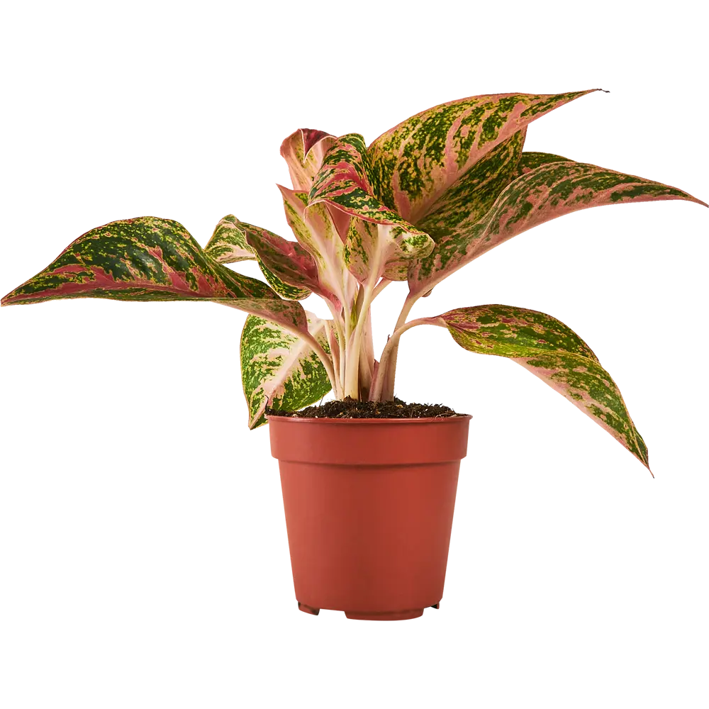 Santreyd Аглаонема Люкс микс — комнатное растение с малиновым кантом 87819686 STLM-0075886 - Вид №1