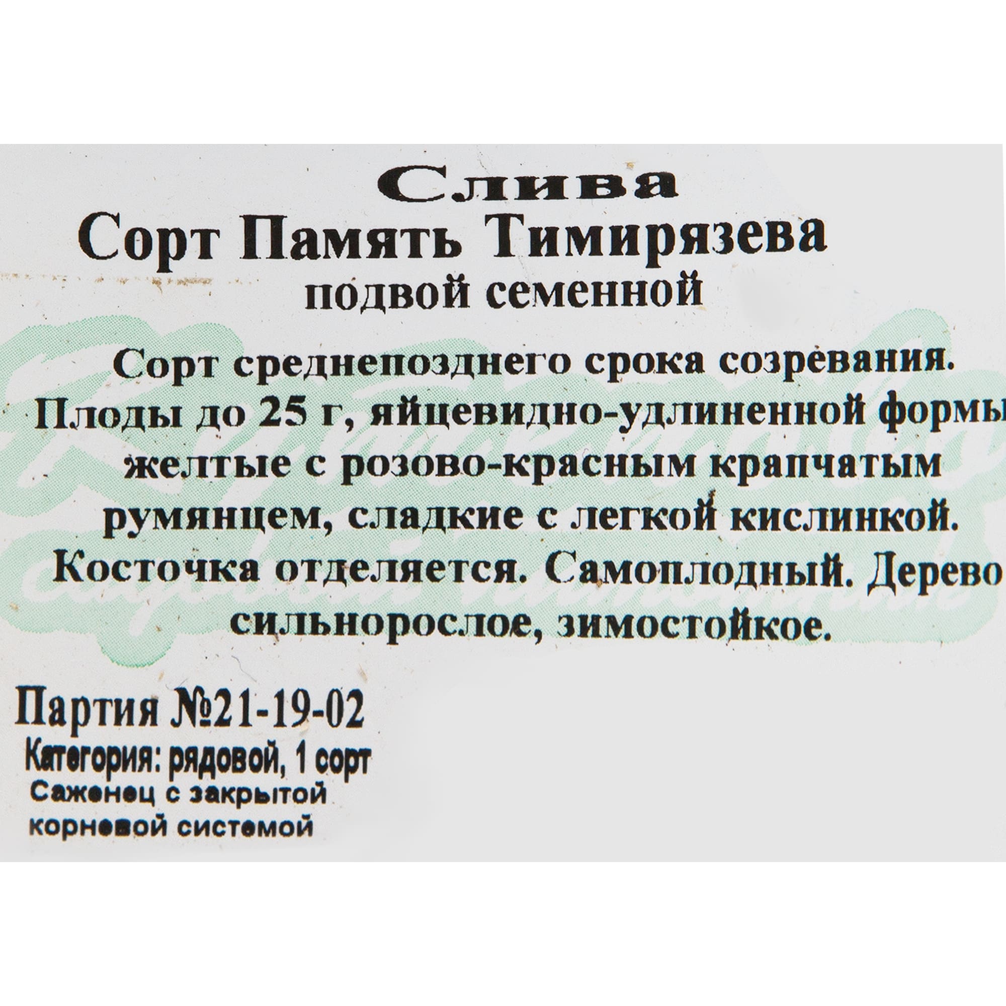82597132 Слива «Память Тимирязева» C4 высота 140 см Santreyd  - Вид №1