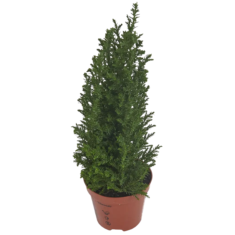 Кипарисовик Элвуди 9x35 см 82466886 STLM-2136955 Santreyd 