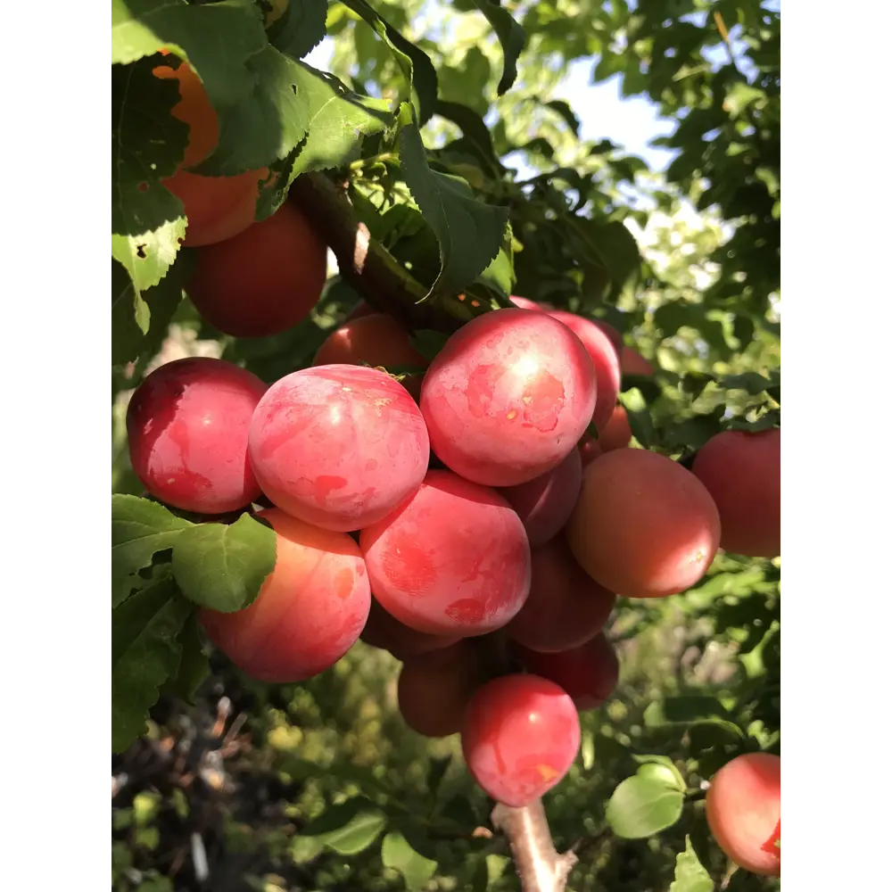 Алыча «Кубанская комета» 22x80 см PLANTMARKET STLM-2093292