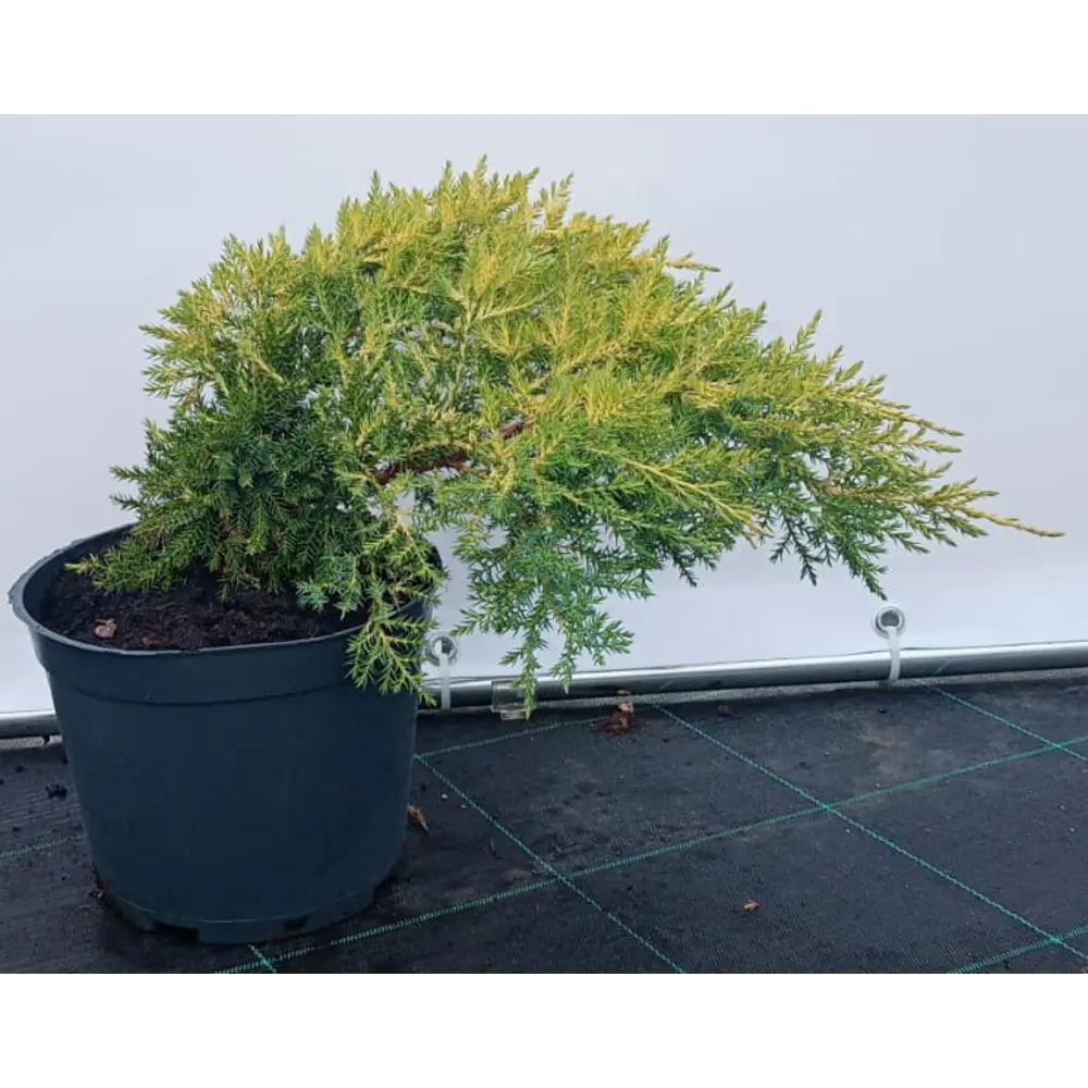 Можжевельник Пфицериана Голдкиссен ø19 см h40-60 см 85088146 STLM-2106672 Santreyd 