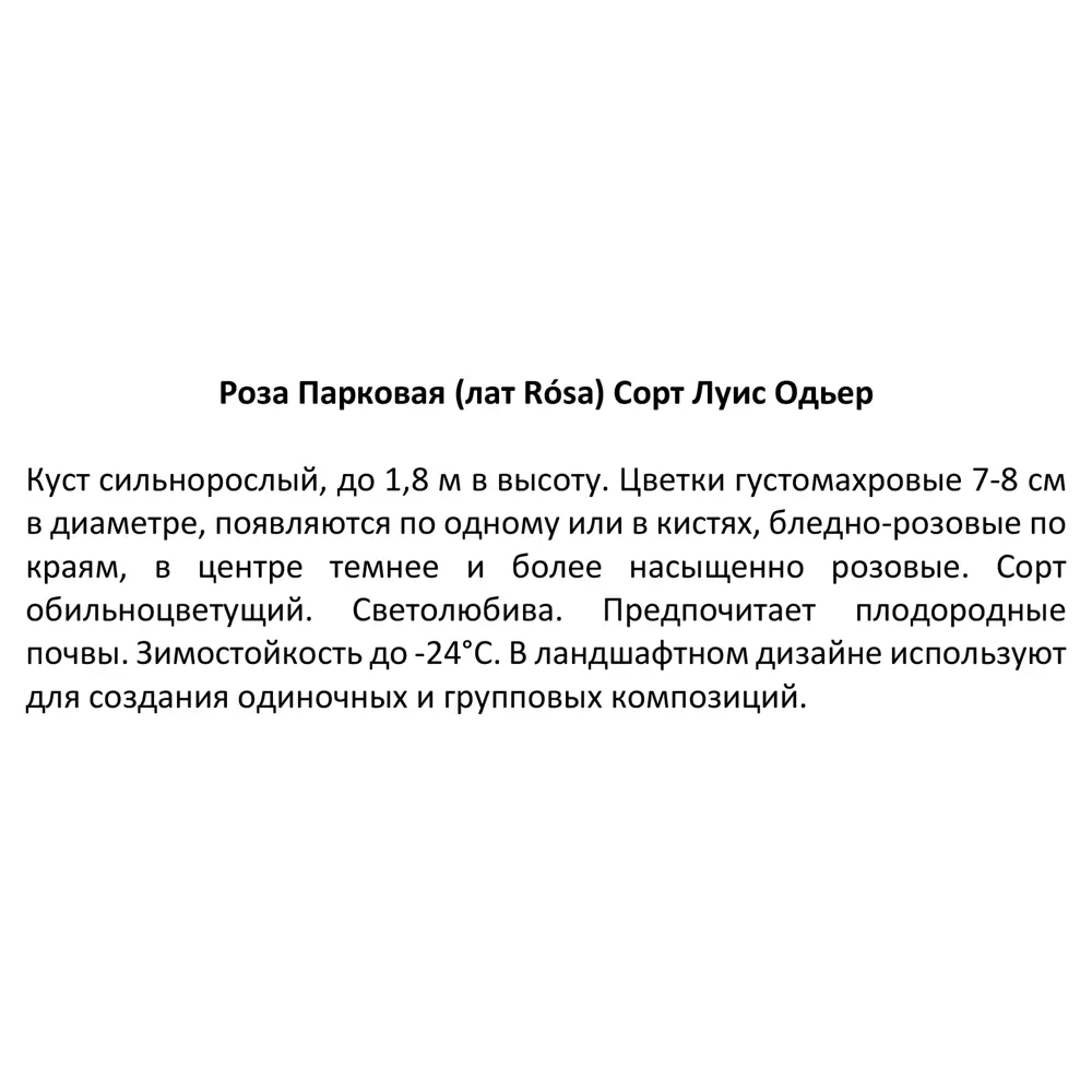 Роза парковая Луиз Одьер ø15 h30 см 85589158 STLM-2027025 Santreyd  - Вид №3