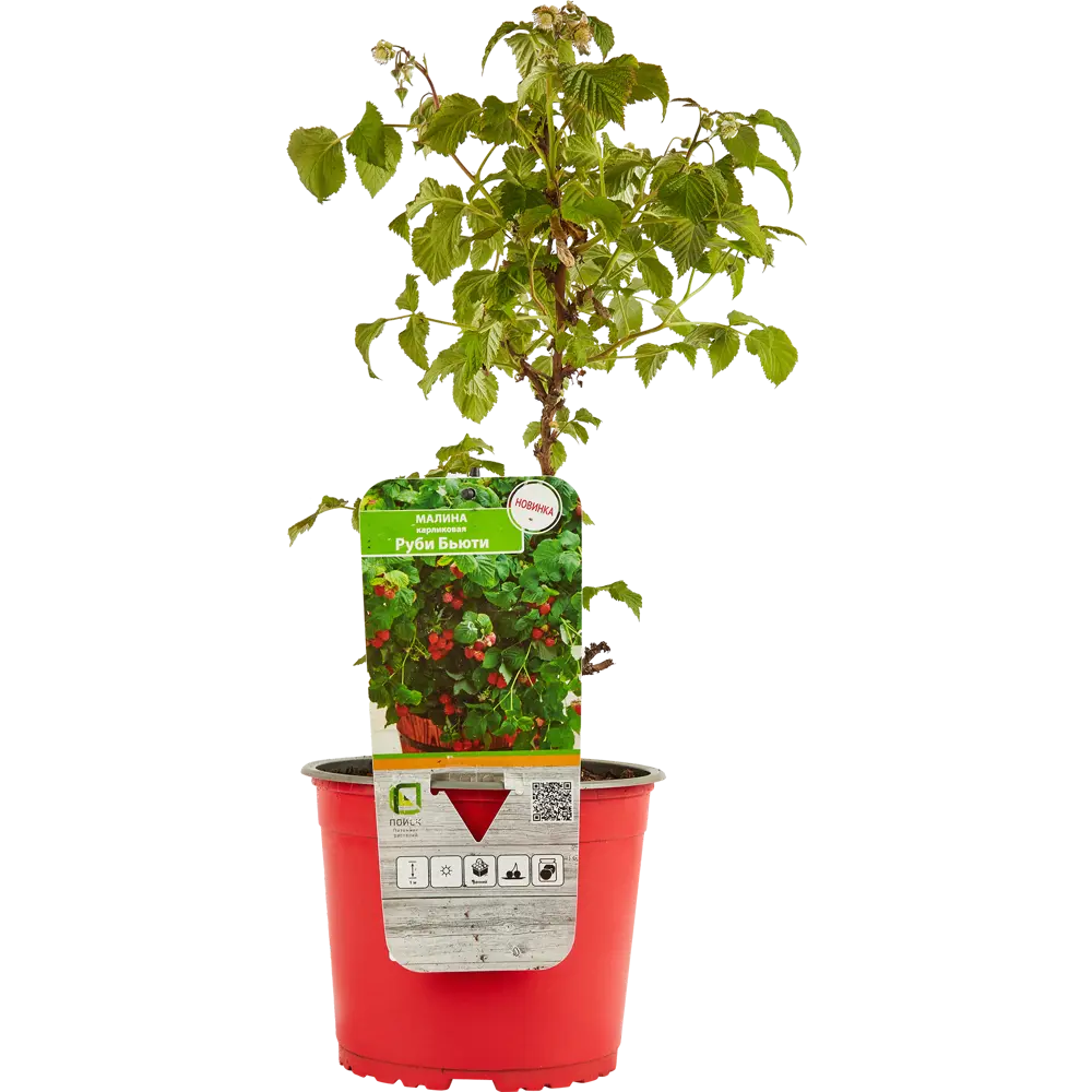 Santreyd Малина Руби Бьюти карликовая ремонтантная для террас и патио 87811899 STLM-0075785 - Вид №2