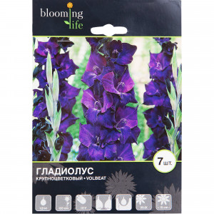 81945935 Гладиолус крупноцветковый «Волбит»