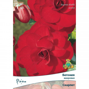 83593716 Бегония махровая Скарлет луковица 5/6