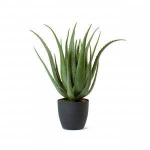 2000983181343 Алоэ в горшке 67 см SERAX