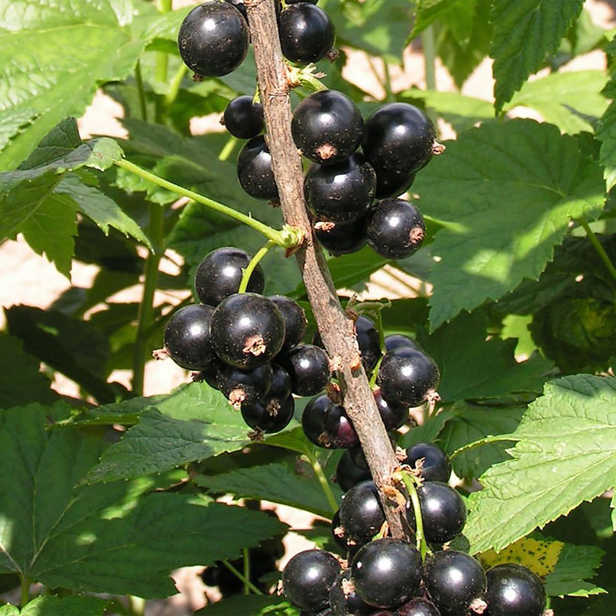 18469886 Смородина чёрная «Ядрёная», С3-С4 Santreyd  - Вид №3