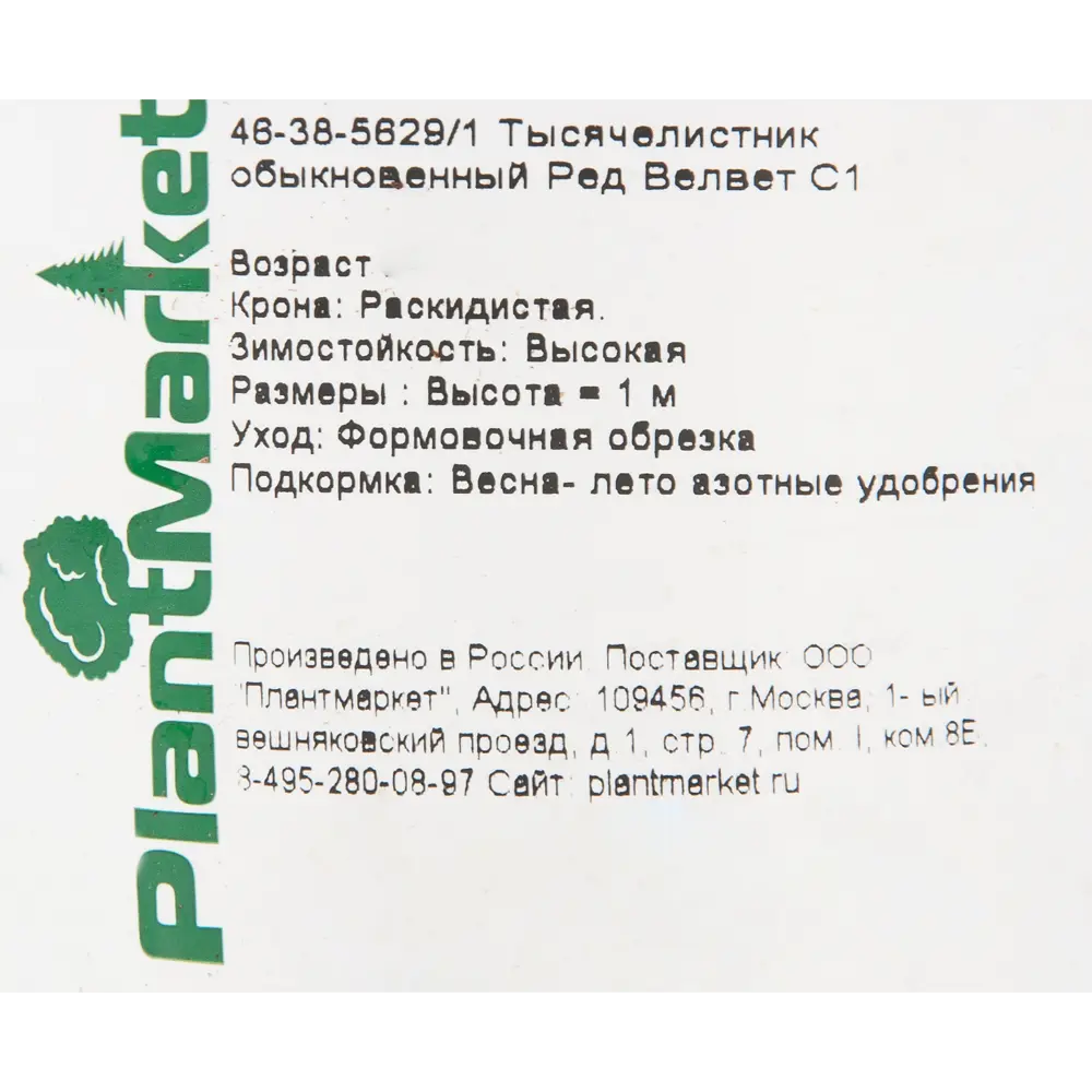 Тысячелистник обыкновенный «Ред Велвет» 14x40 см 82625245 STLM-2098592 PLANTMARKET  - Вид №1