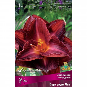 83597573 Лилейник гибридный Бургунди Лав луковица I