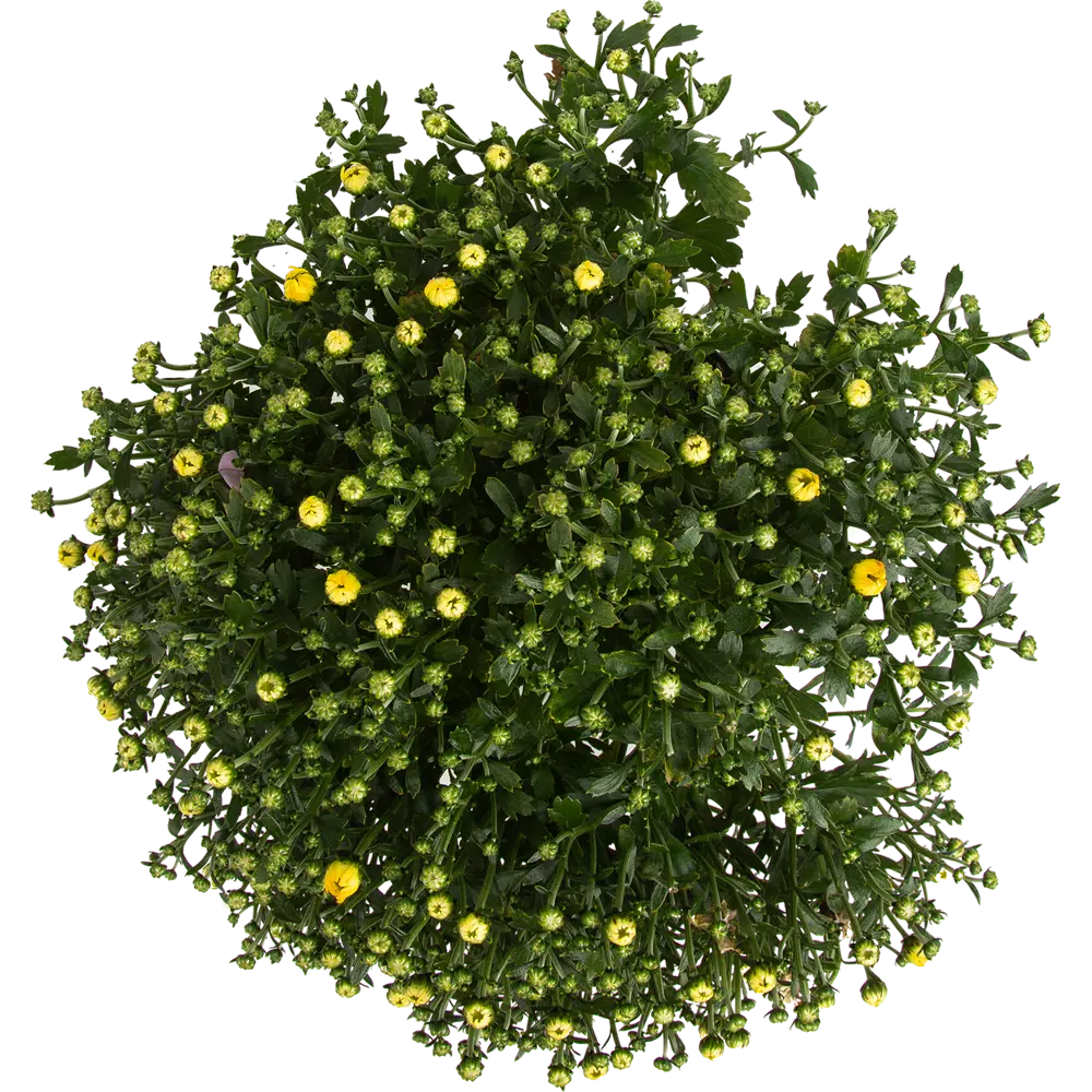 Santreyd Хризантема горшечная - цветущее украшение для дома и сада 83597494 STLM-0042352 - Вид №1