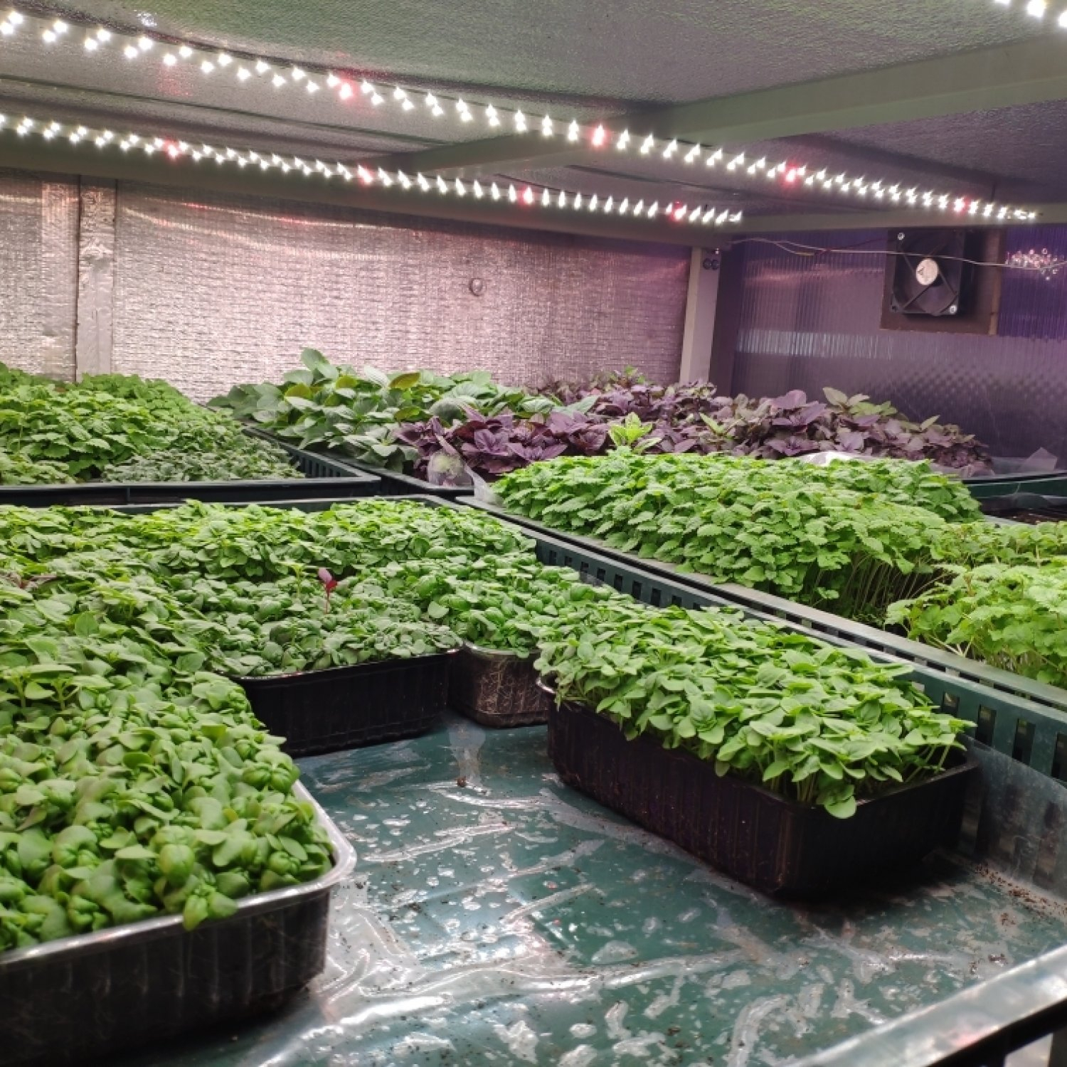 3370 2.9.с Комфорт 5000K - Рассада, Микрозелень. Белый свет. LAB.Space  - Вид №2