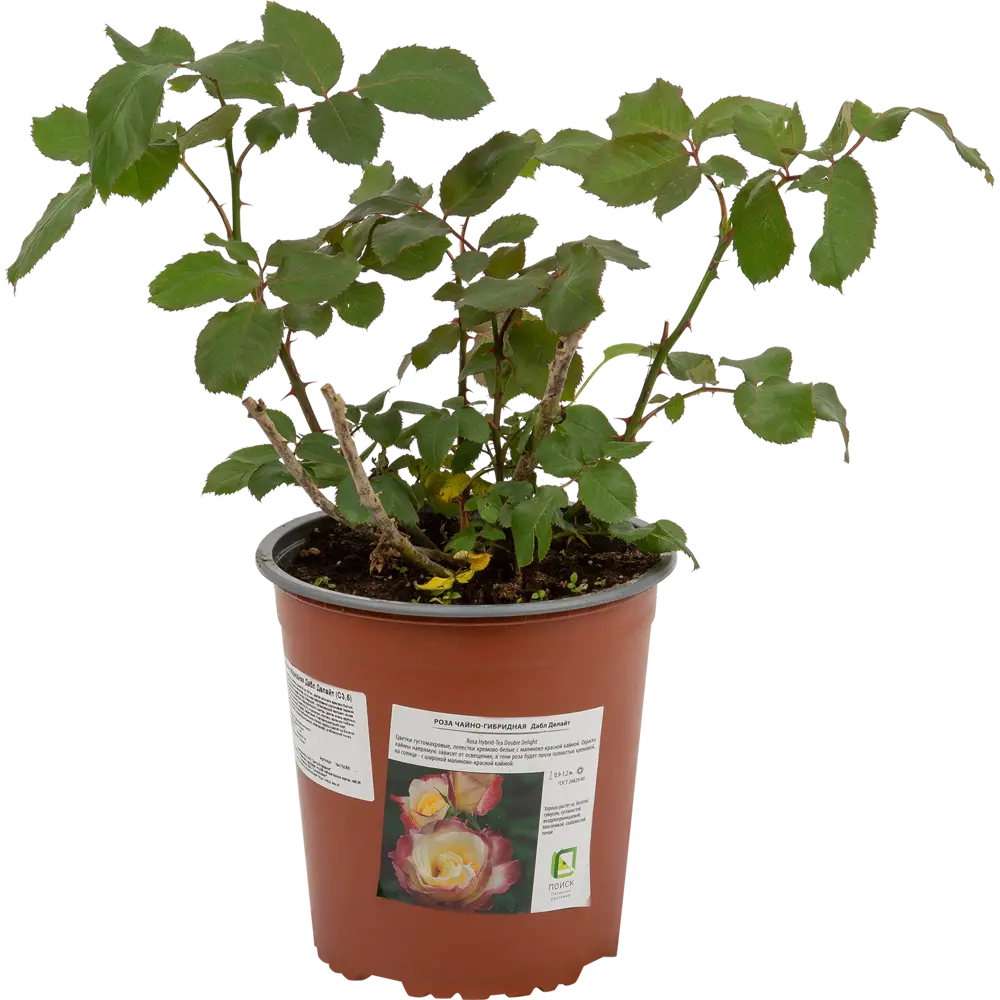 Santreyd Чайно-гибридная роза «Дабл Делайт» с двухцветными бутонами 18475055 STLM-0010934 - Вид №1