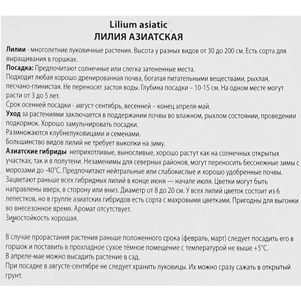 Лилия азиатская махровая «Болд Игл» размер луковицы 14/16 82662527 STLM-2013519 Santreyd  - Вид №2