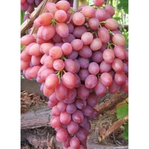 Виноград кишмиш Лучистый ø19 h55 см 84834884 STLM-2200775
