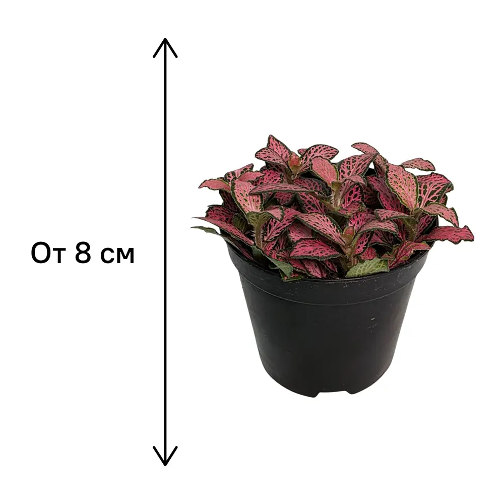 Фиттония микс ø8 h8 см 89447772 STLM-2101254 Santreyd  - Вид №3