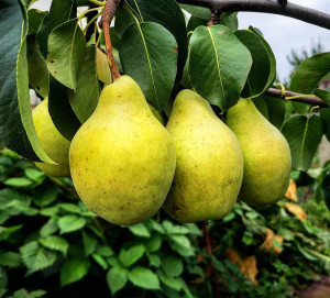 Груша Просто Мария от PLANTMARKET - саженец для обильного урожая 84659530