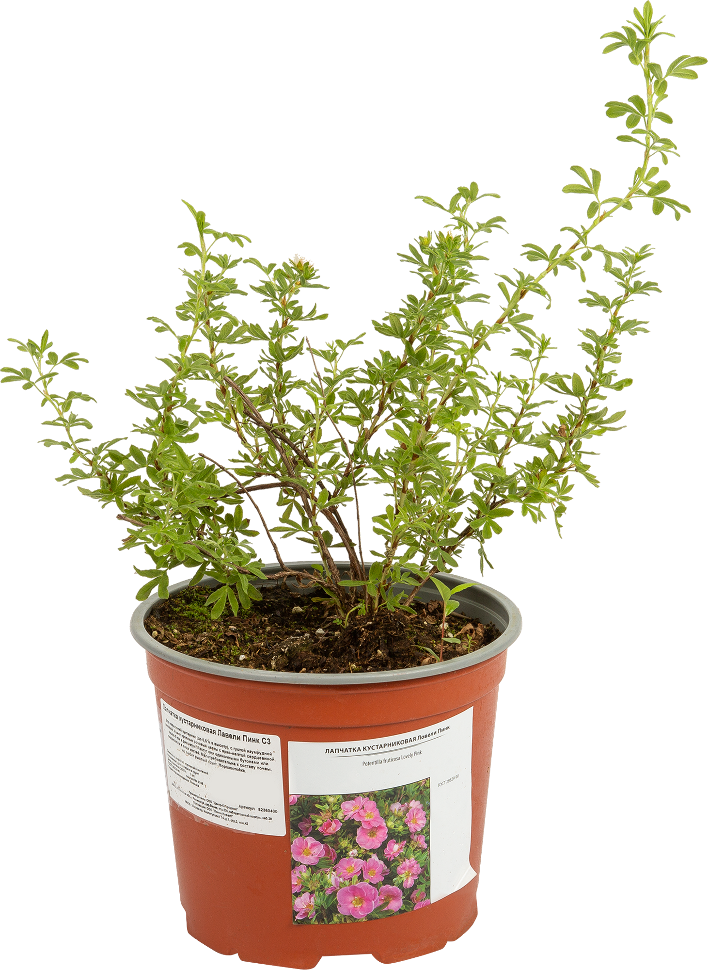 Лапчатка Lovely Pink Santreyd - розовоцветущий кустарник для сада 82360400 STLM-0025393 - Вид №1