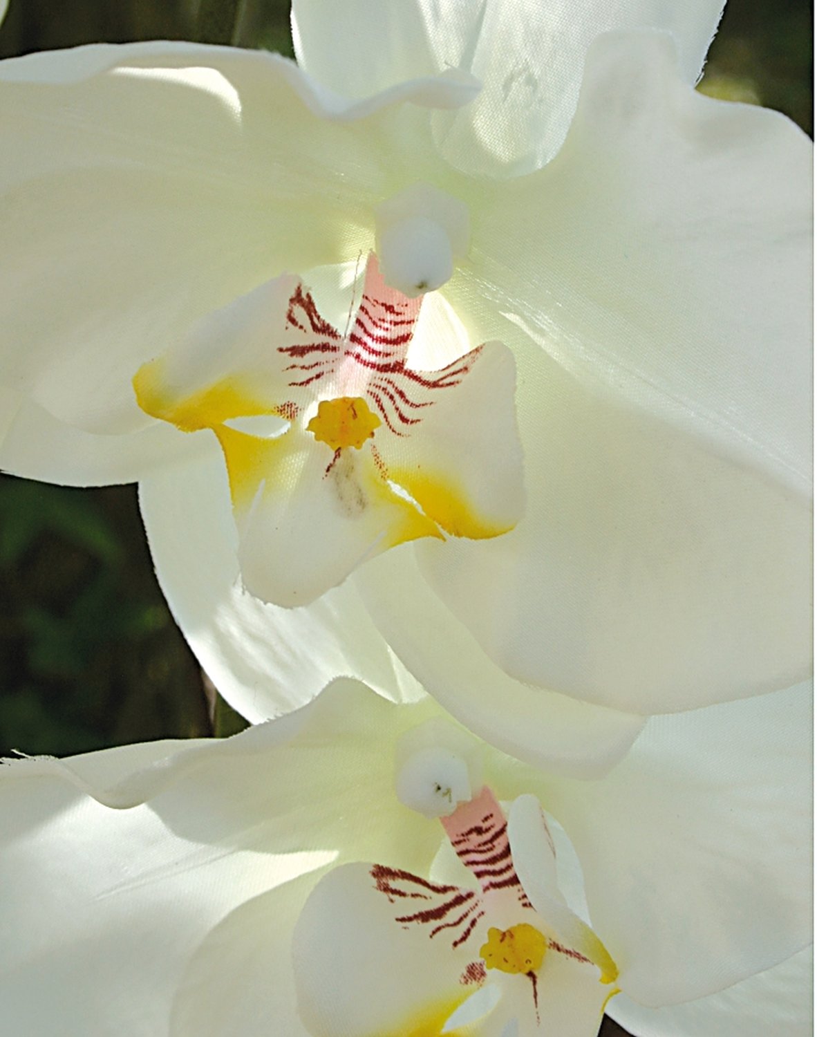 2483 778 a3 Искусственная орхидея Phalaenopsis, горшечная, 115 см, бежево-белая H-andreas 