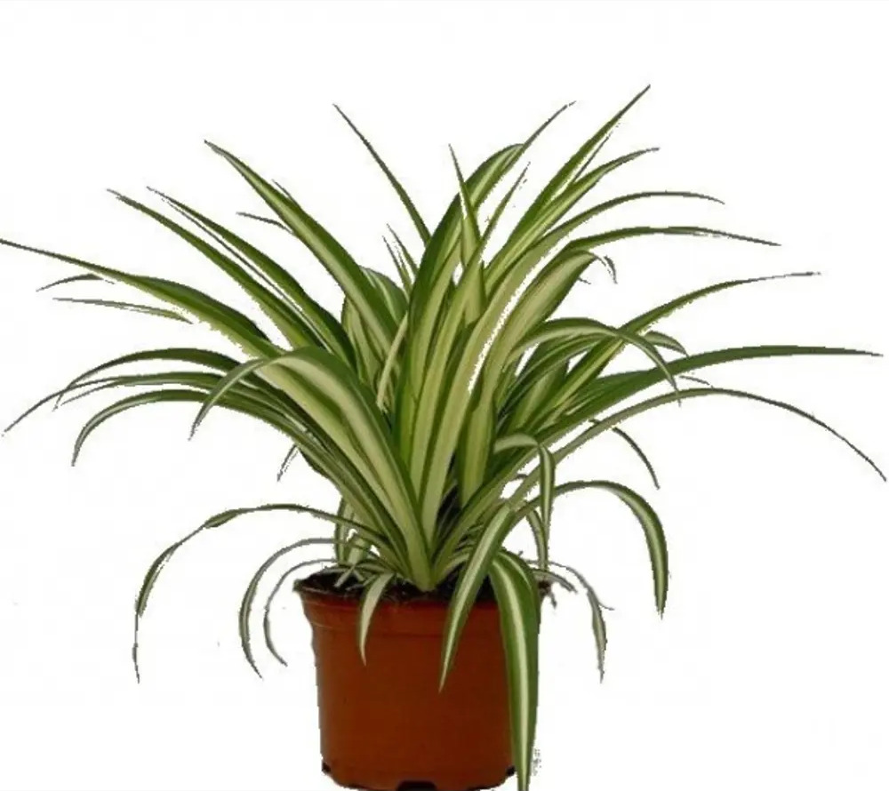 Santreyd Хлорофитум Вариегатный — живой акцент для интерьера 89296609