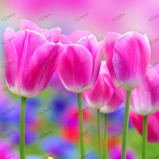 C1-153 Фотообои DIVINO Collection C 2.7х3 м C1153