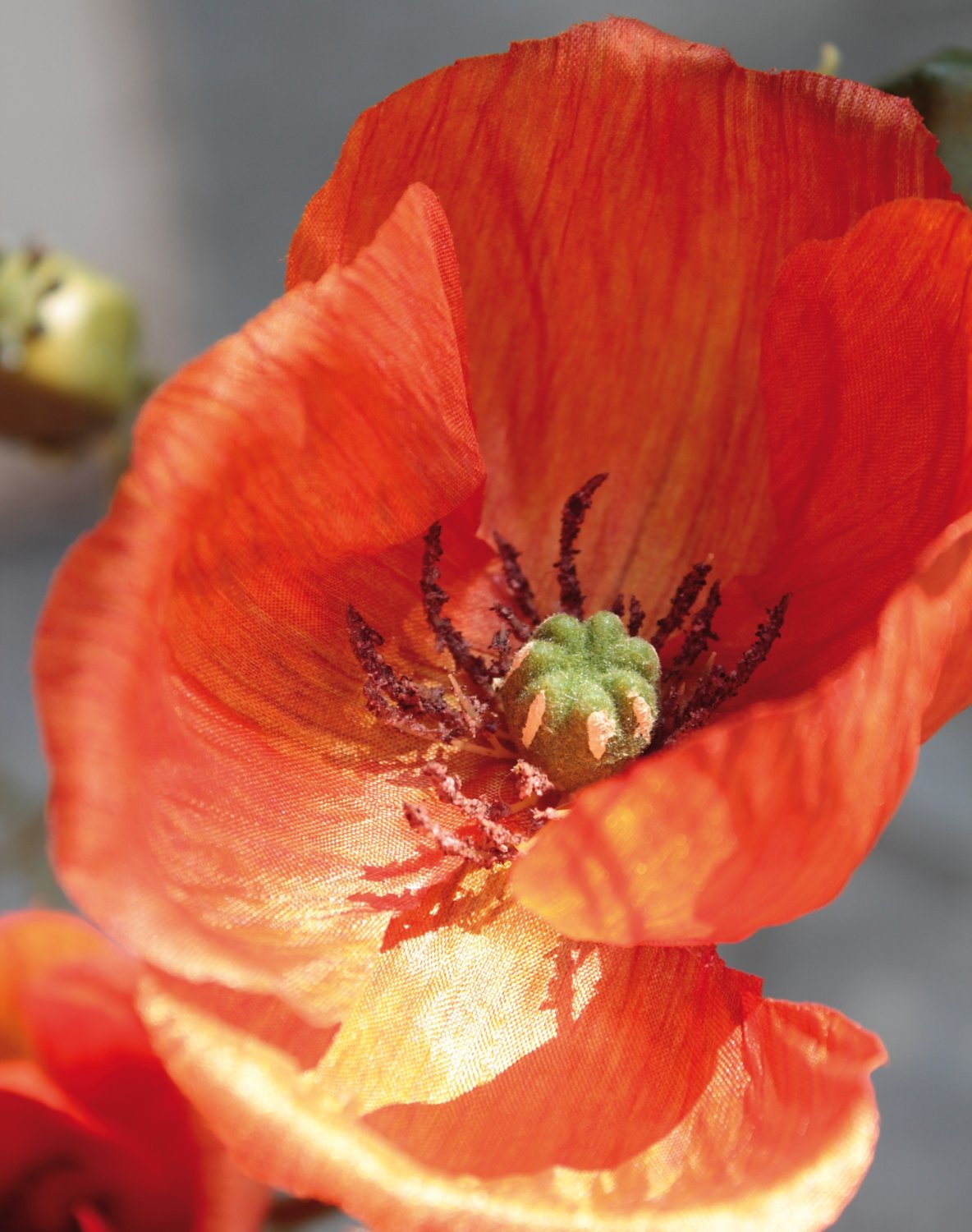 4562 334 a3 Пластиковые маки, 2 цветка, 1 бутон, 75 см, оранжевые H-andreas  - Вид №6