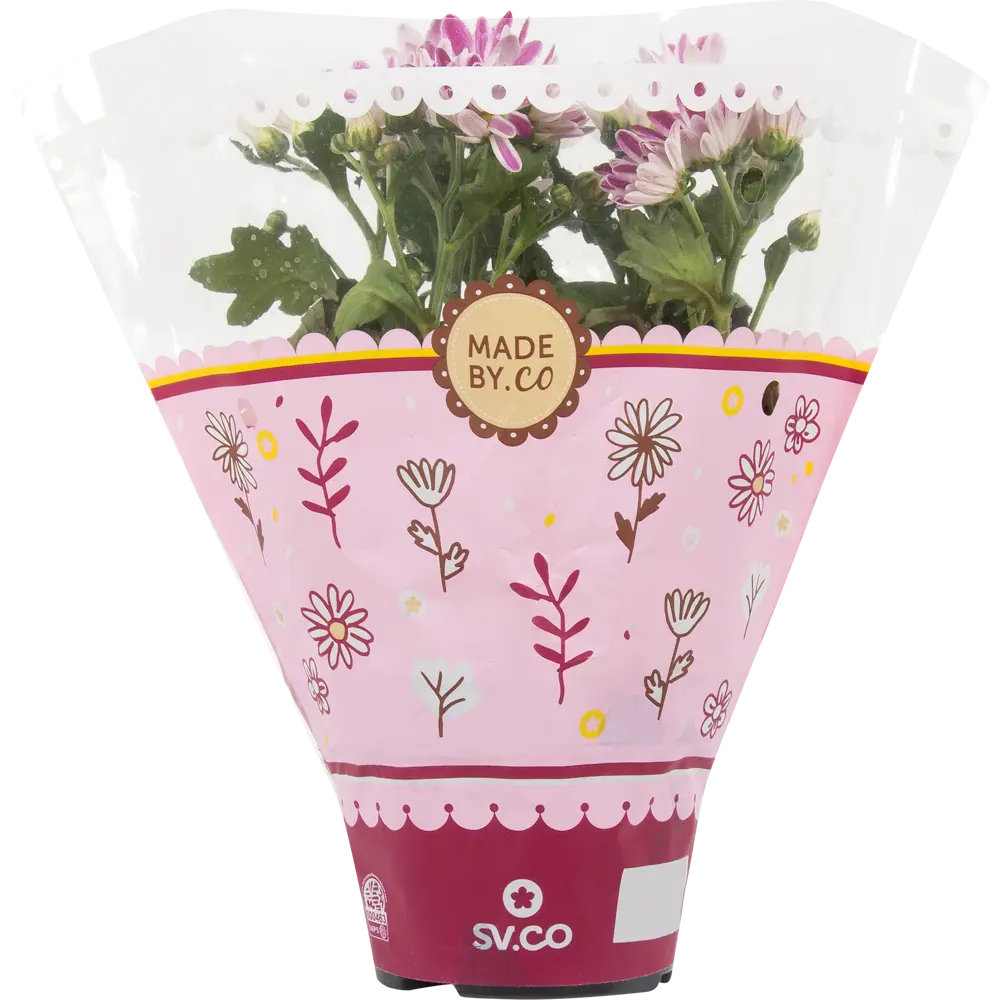 Хризантема Santreyd микс - яркое горшочное растение для дома и сада 14032484 STLM-0004210 - Вид №2