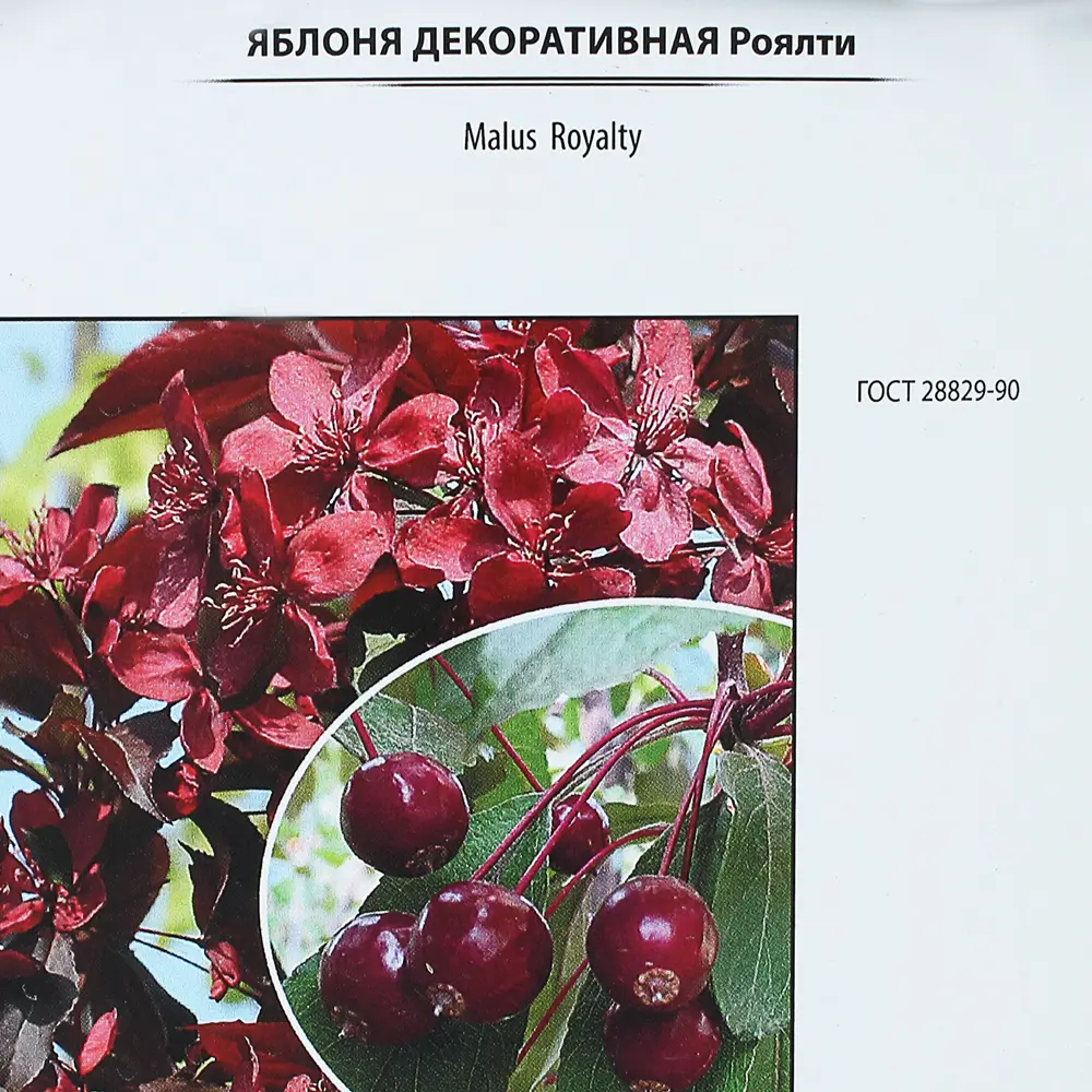 Яблоня декоративная «Роялти», контейнер 5 л, штамб 80-100 см 81968699 STLM-2128664 Santreyd  - Вид №1