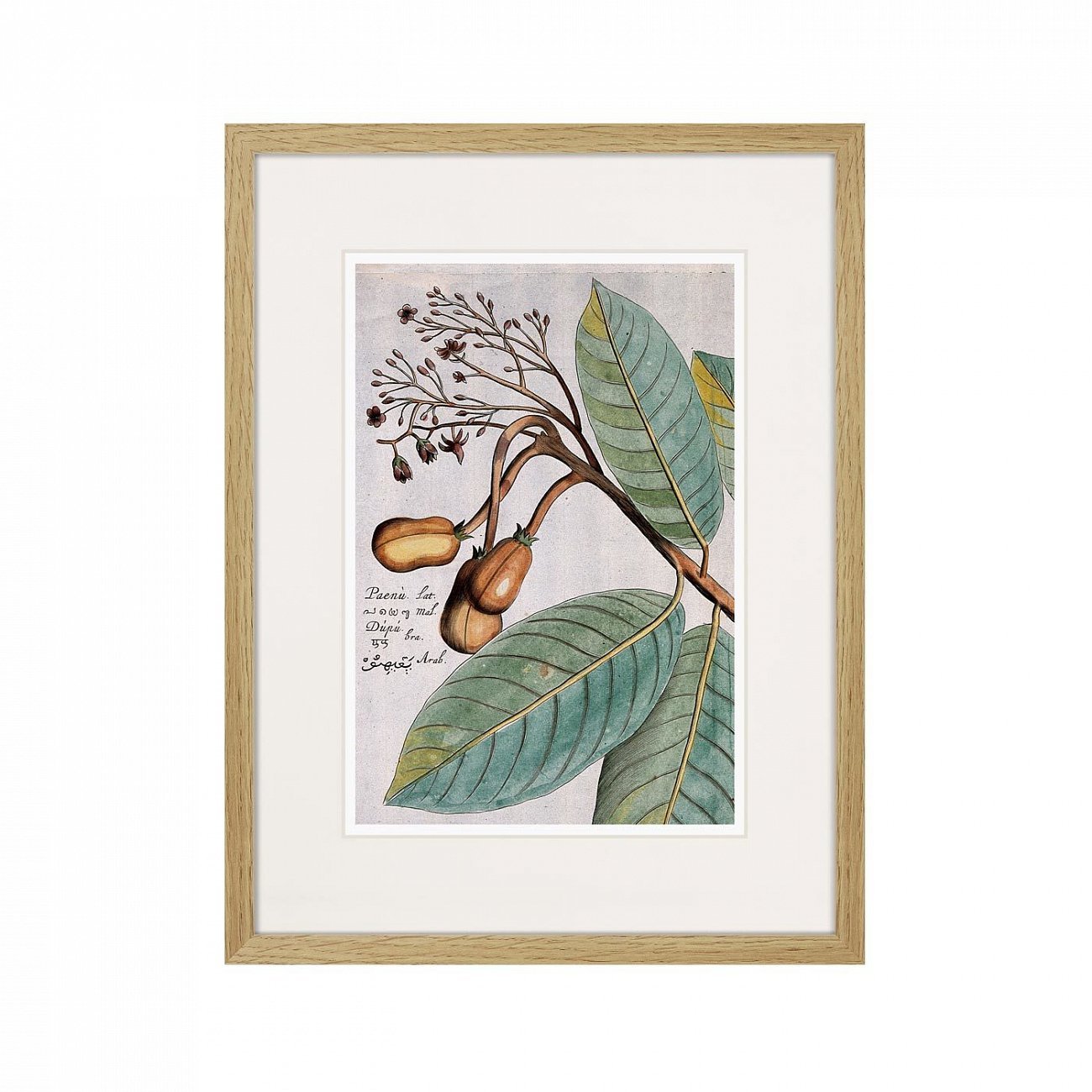 Литография на тонированной бумаге 42х32 см Exotic plants of the world №5, 1815 (I) КАРТИНЫ В КВАРТИРУ  264347 Белый;коричневый;разноцветный  - Вид №1