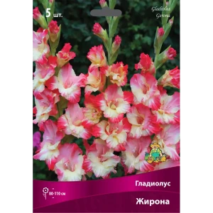 Гладиолус крупноцветковый Жирона луковица 12/14 83596681 STLM-2097190