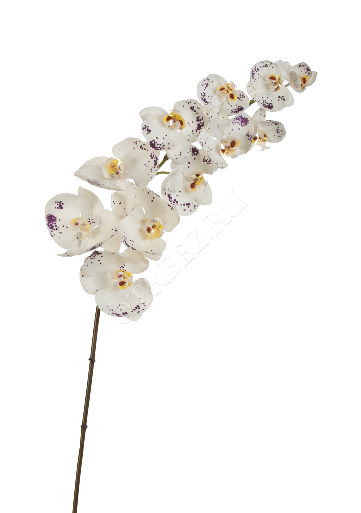 30.03160265WB Орхидея Фаленопсис Sensitive Botanic цвет естественный белый с фиолет.крапинами Цветочная коллекция  - Вид №1