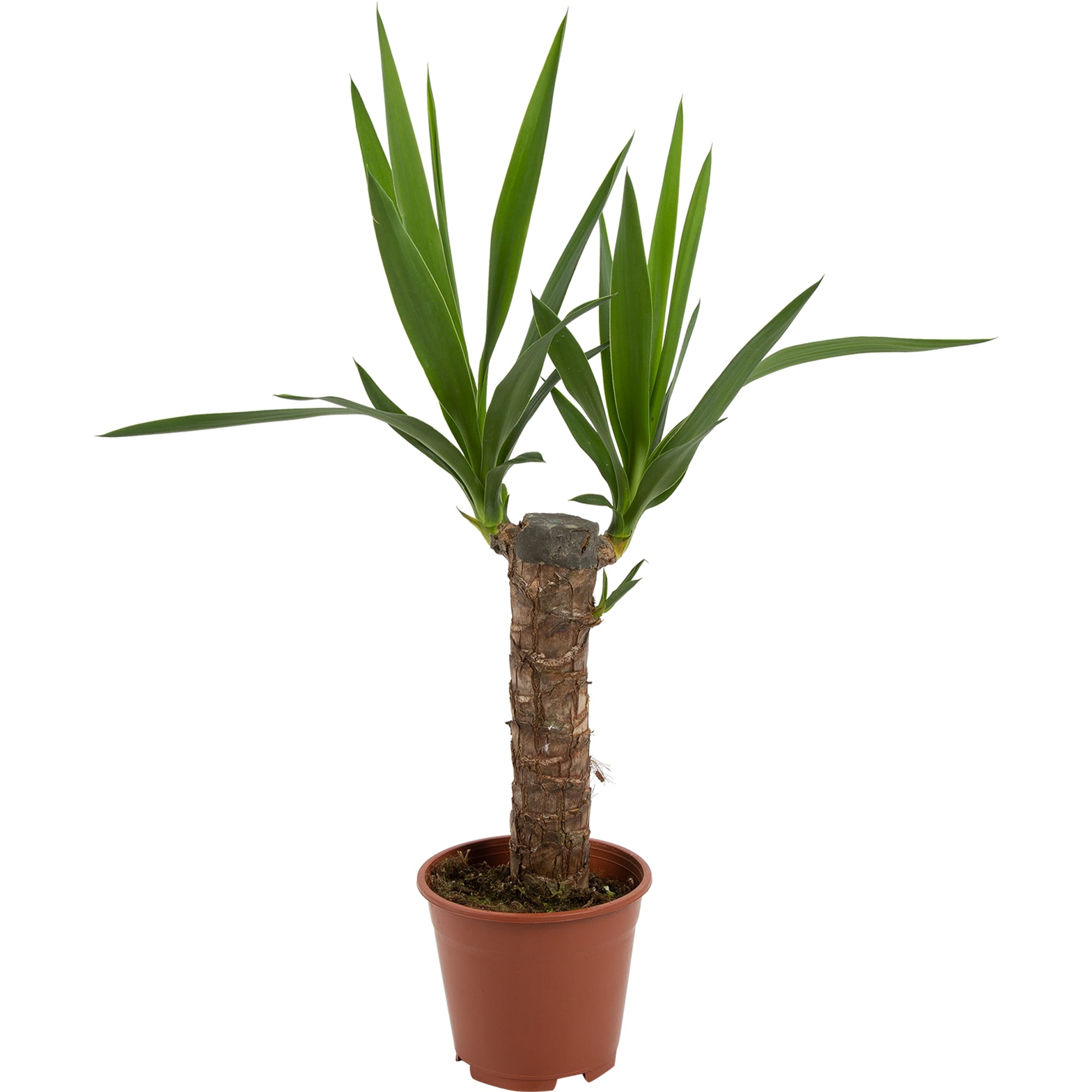 82578561 Юкка 1рр d12 h45 Santreyd 