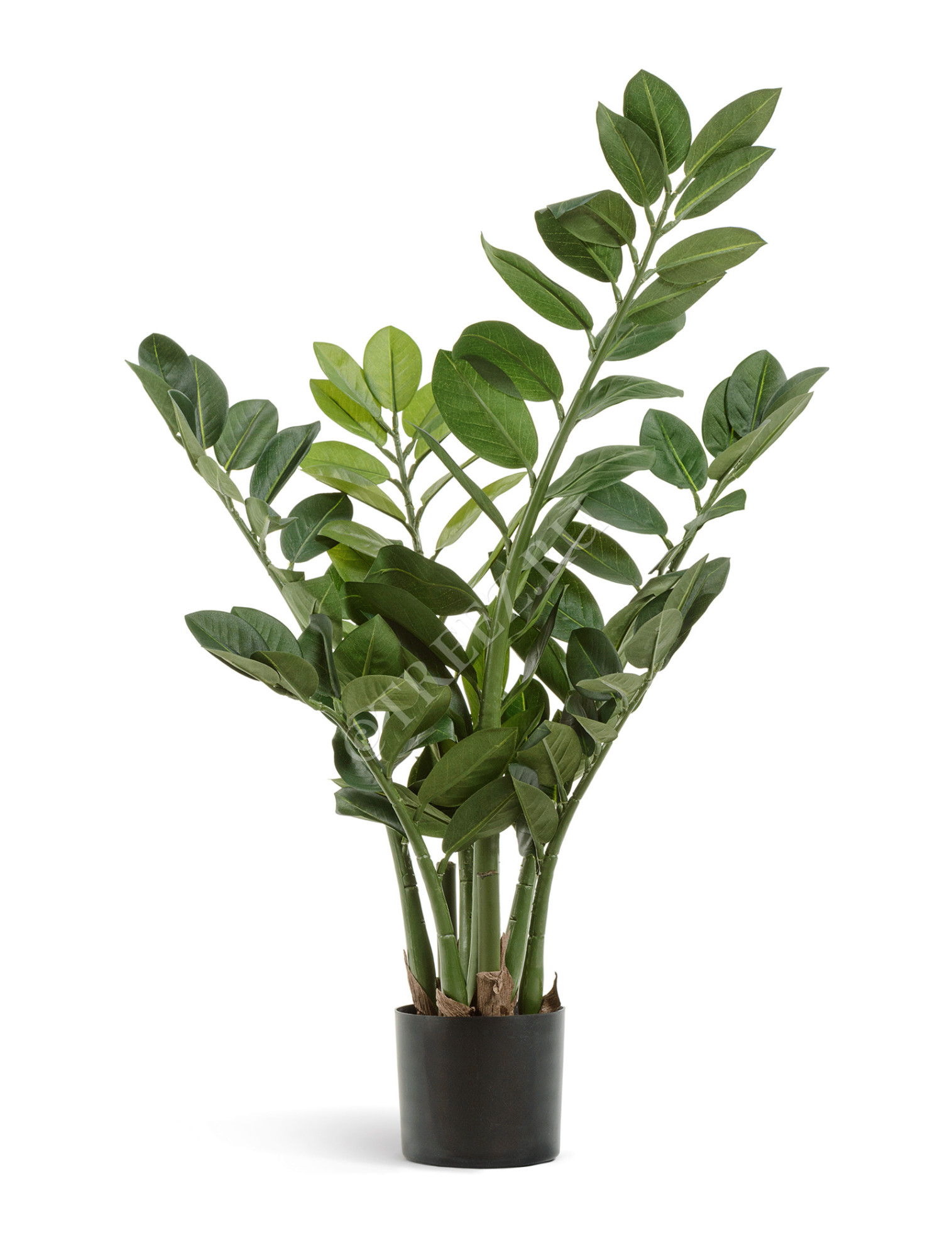 20.6300N Замиокулькас кустовой малый Цветочная коллекция 