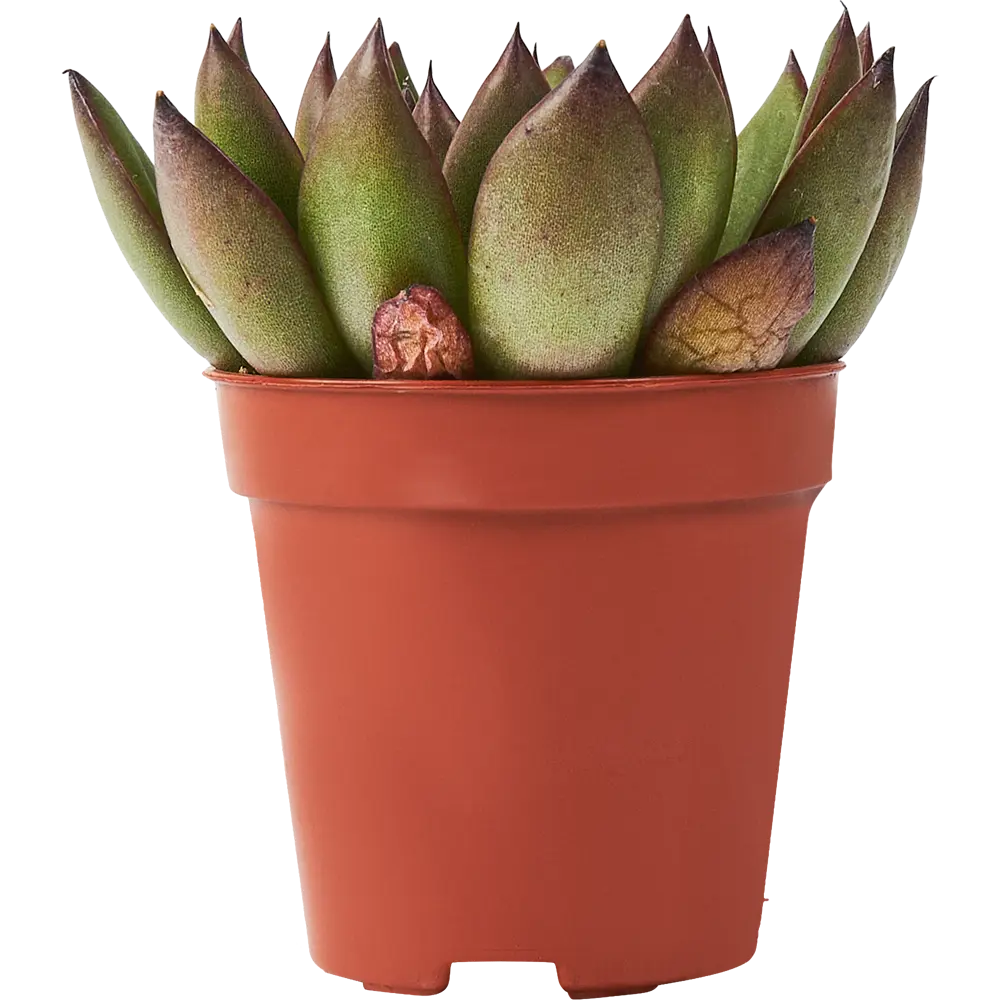 Santreyd Эхеверия микс - суккулент в виде изящной розетки 85325020 STLM-0061570 - Вид №1