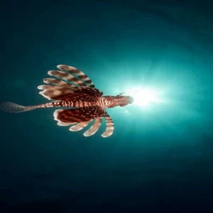 WP02423 Фотообои Verol Фотообои decoline 1х1 м