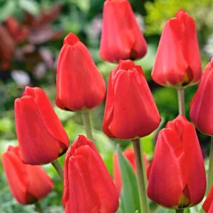 Тюльпан Дарвинов гибрид Фостери Кинг 3 шт.