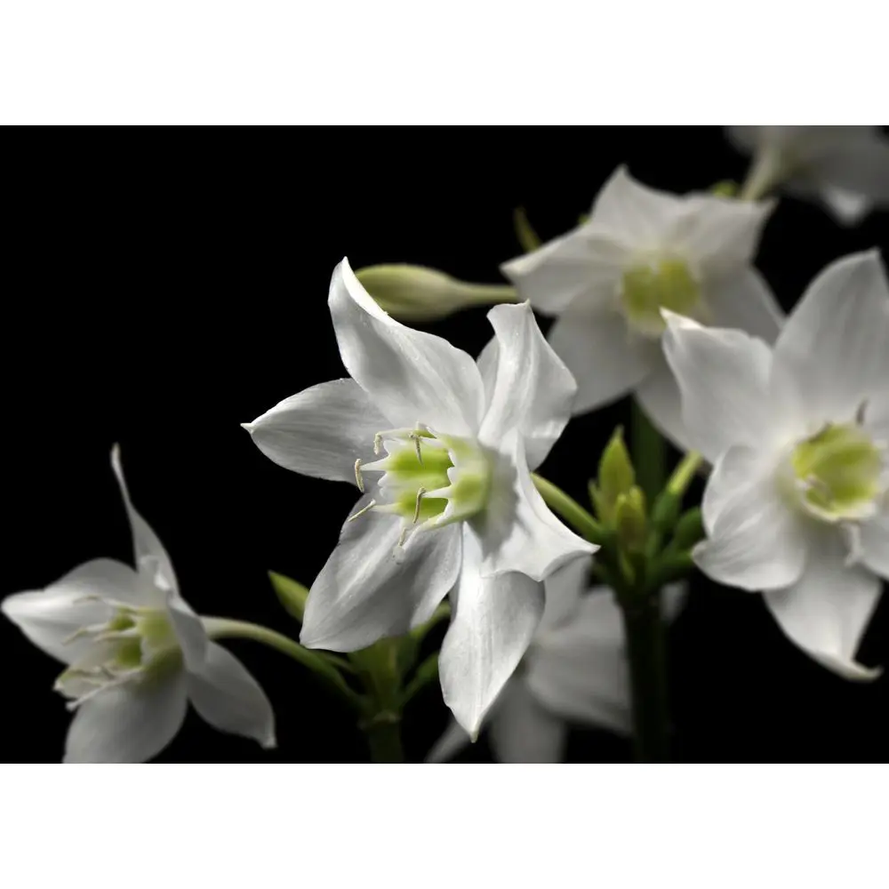Фотопанно бумажное «Madonna» 254х184 см 17832188 STLM-2180460 Santreyd 