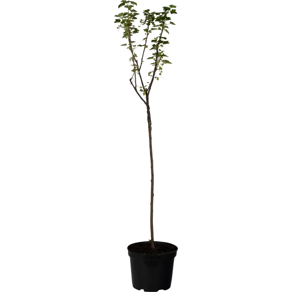 Santreyd Смородина красная штамбовая Йонкер Ван Тетс - обильный урожай сладких ягод 82219584 STLM-0960937