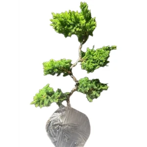 Можжевельник Бонсай в горшке ø18 см, высота 40 см 89439960